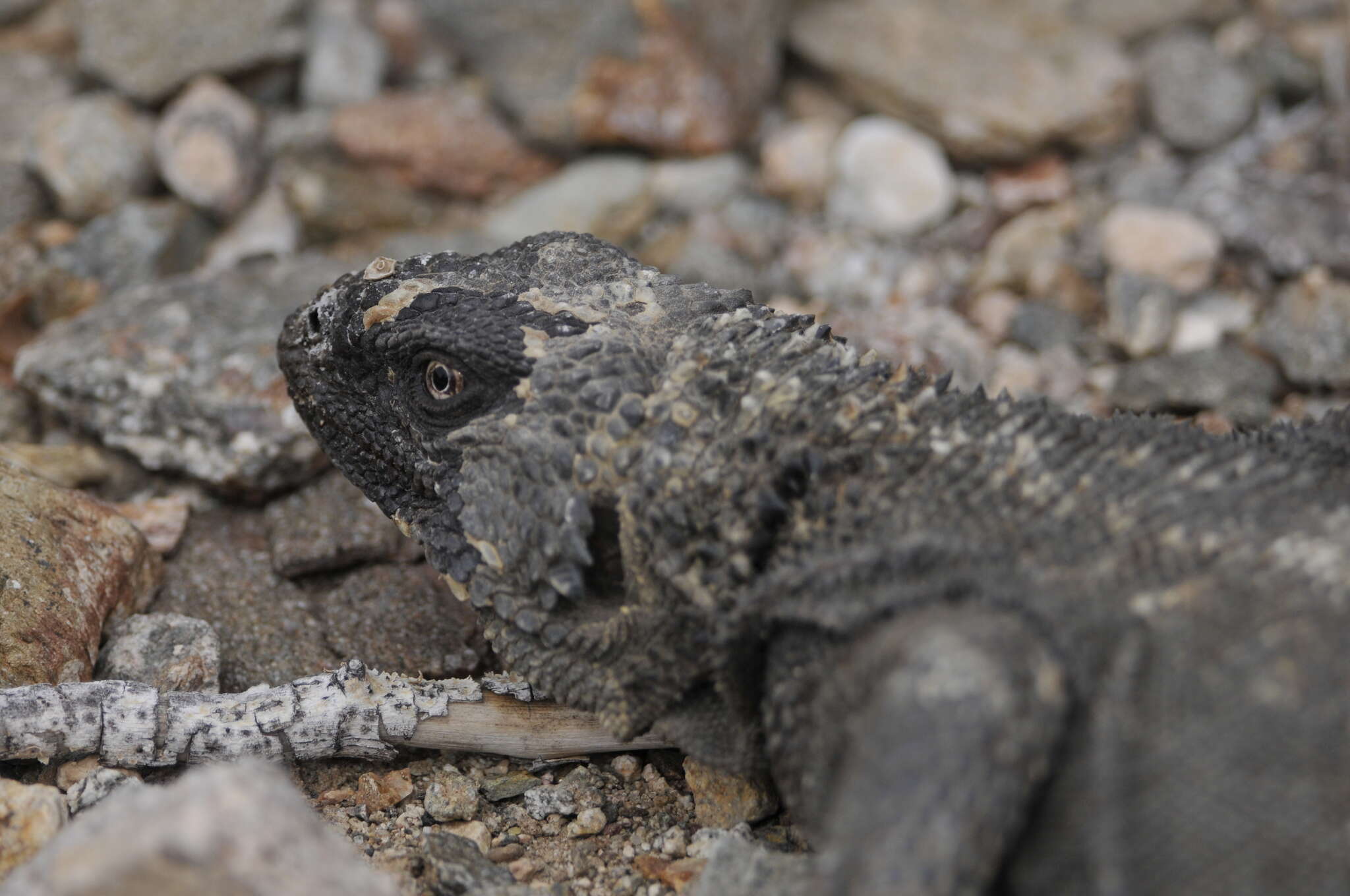 Image of Angel Island chuckwalla