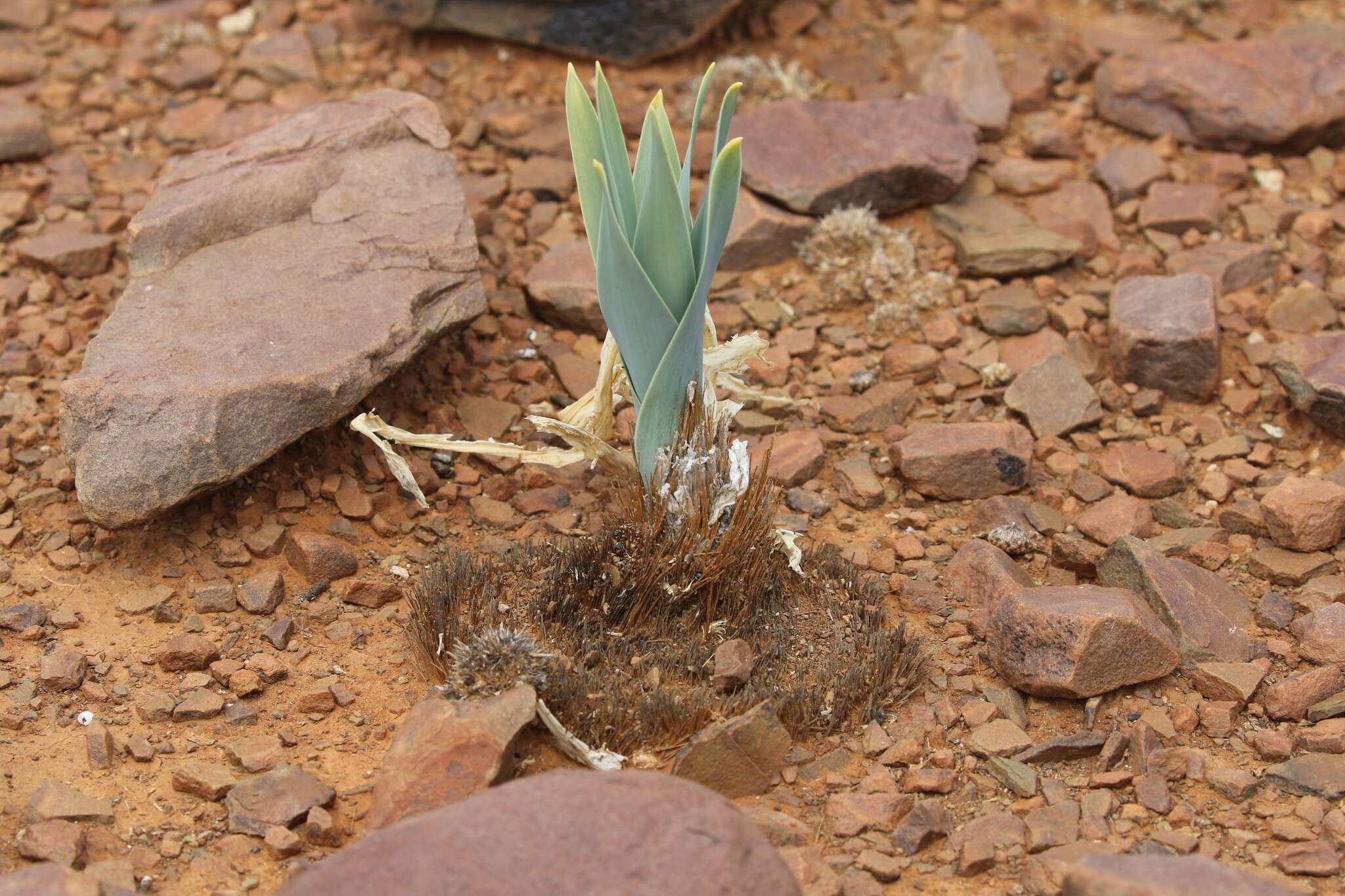 Imagem de Pseudogaltonia clavata (Baker ex Mast.) E. Phillips