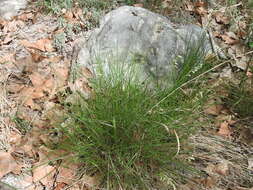 Image of threeflower melicgrass