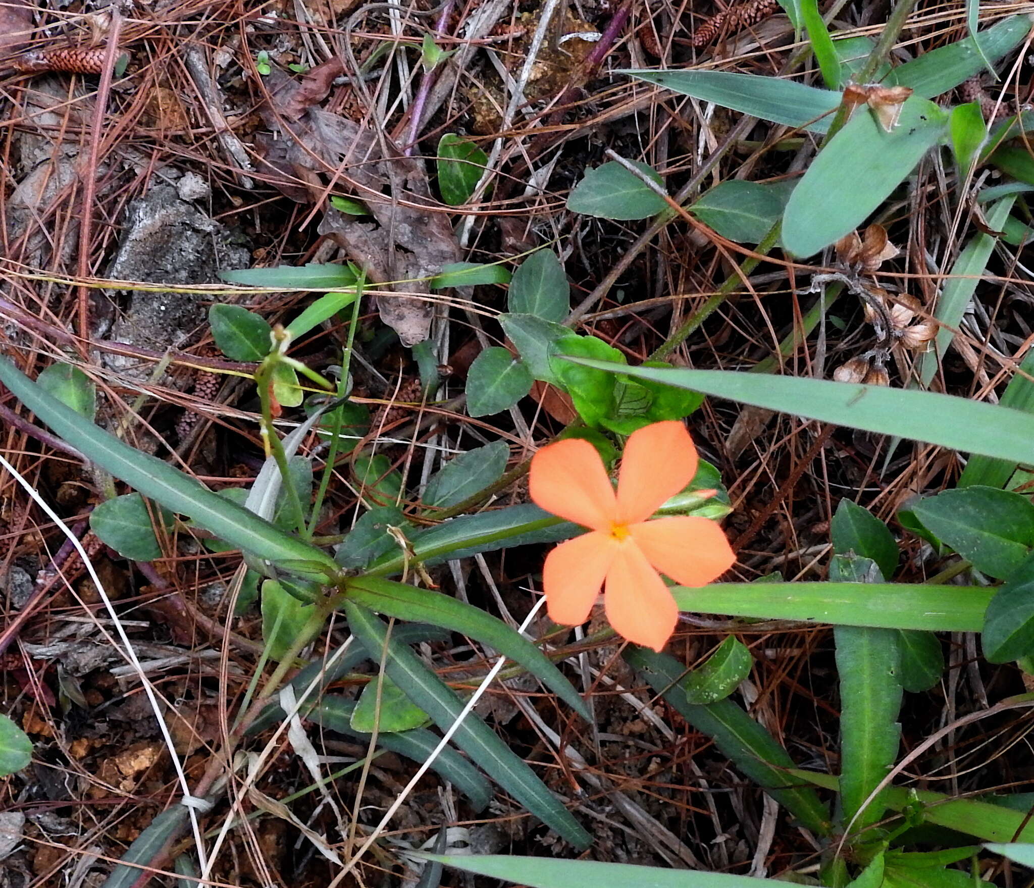 Tricliceras longepedunculatum (Mast.) R. B. Fernandes resmi