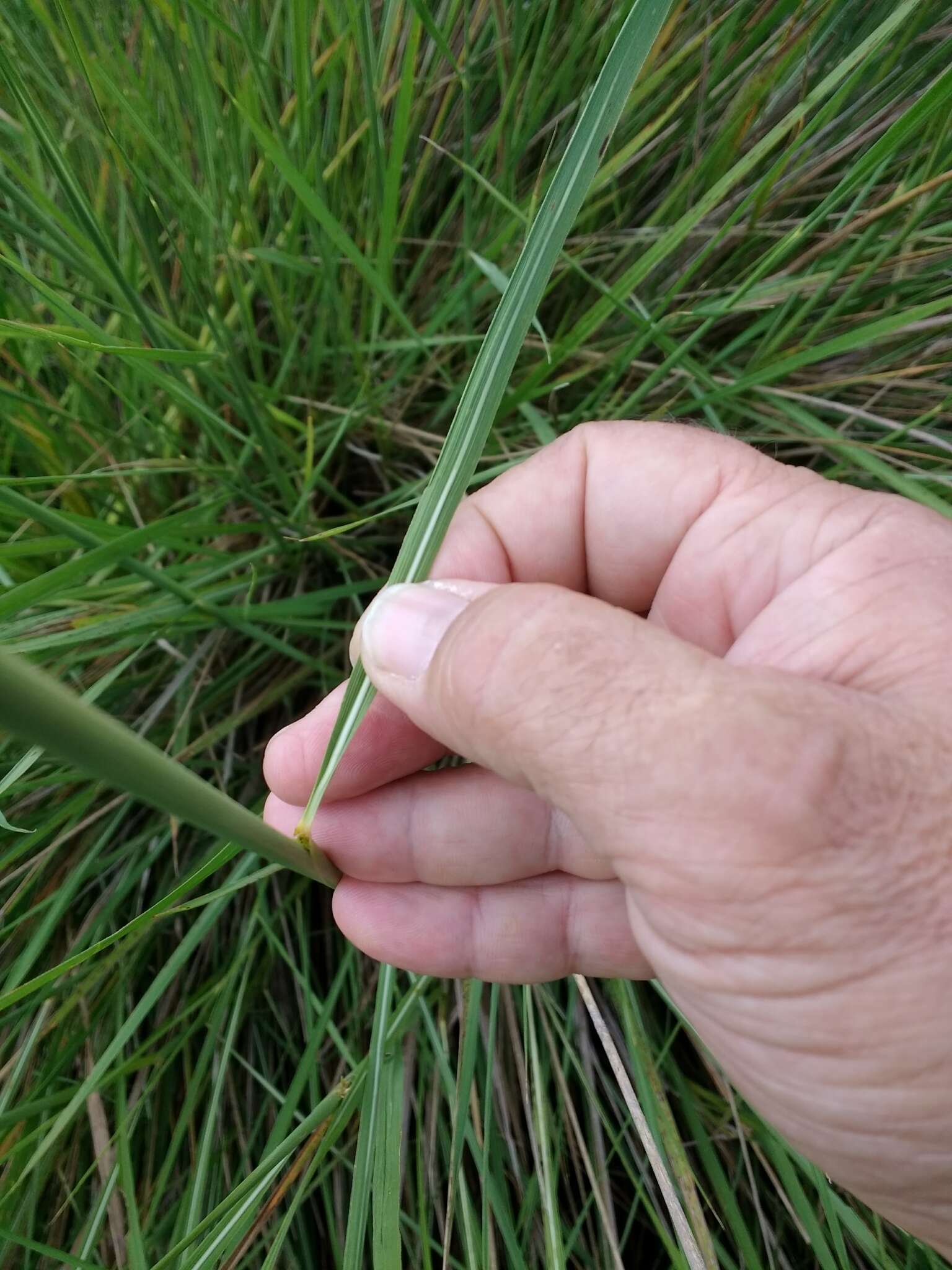 Image of sandysoil Indiangrass