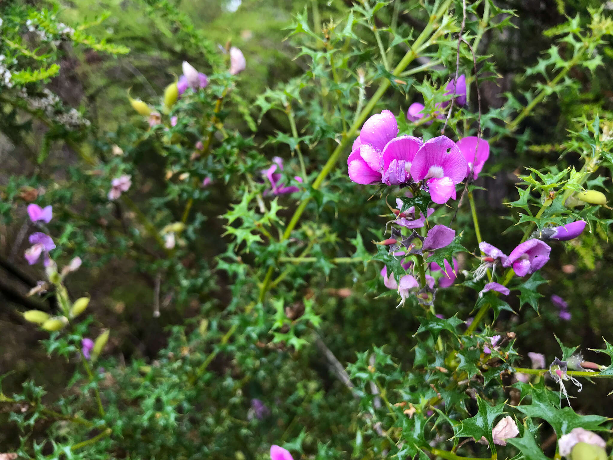 Image of Holly-leaved Mirbelia