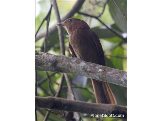 Image of Rufous Piha