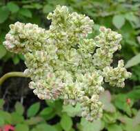 Image of Lyall's angelica