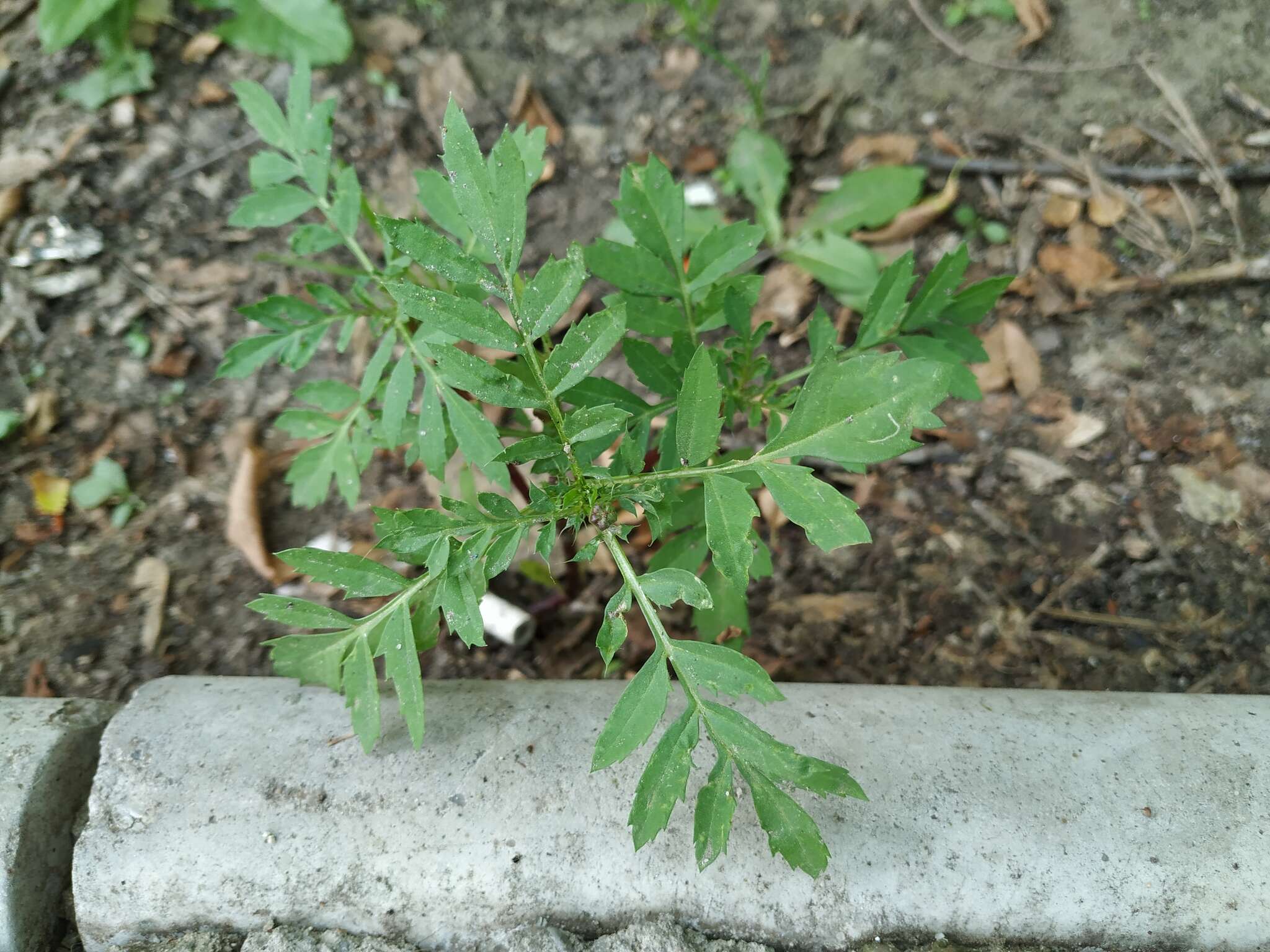 Imagem de Tagetes erecta L.