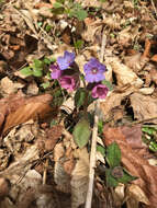 Plancia ëd Pulmonaria obscura Dumort.