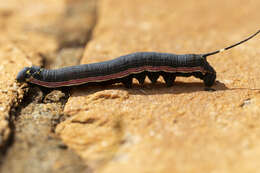 Image of Isognathus allamandae Clark 1920