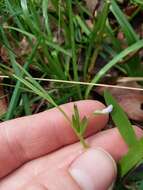 Lathyrus pusillus Elliott resmi