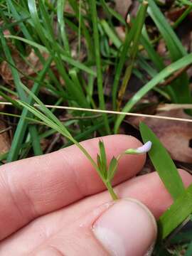 Lathyrus pusillus Elliott resmi