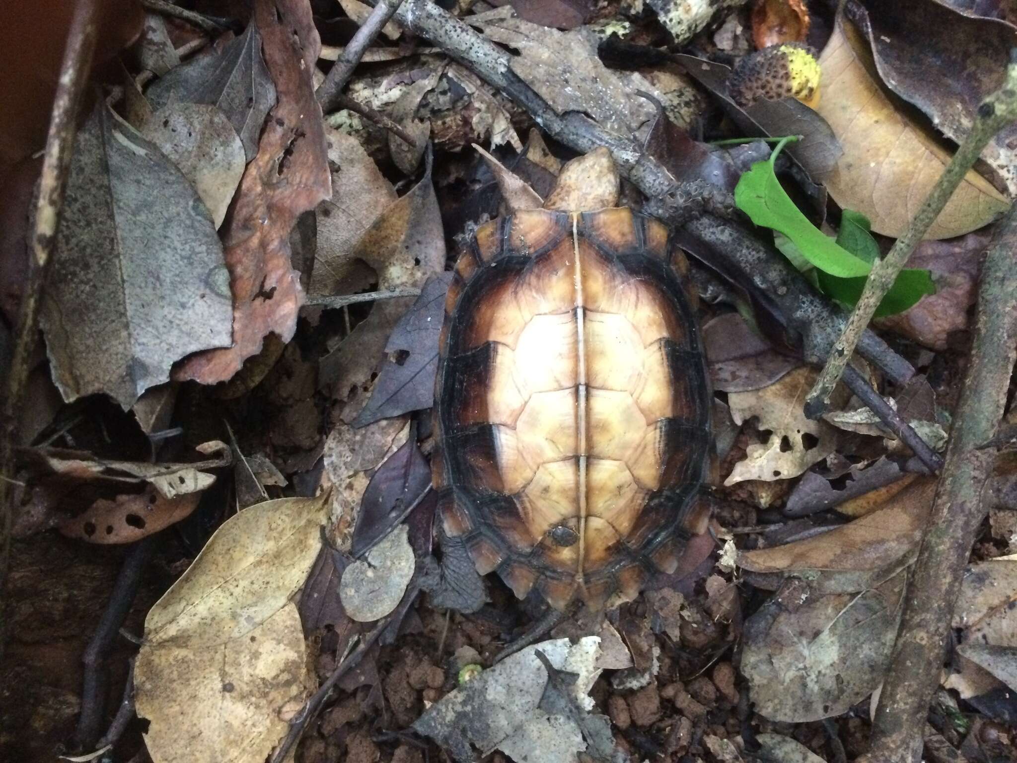 Image of Keeled box turtle