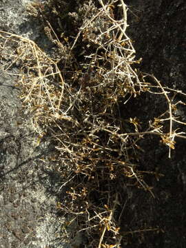 Image of Coprosma cheesemanii W. R. B. Oliv.