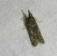 Image of Narrow-winged Grey