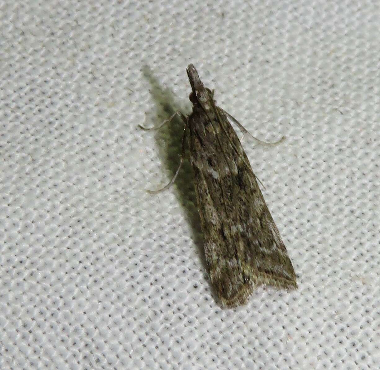 Image of Narrow-winged Grey
