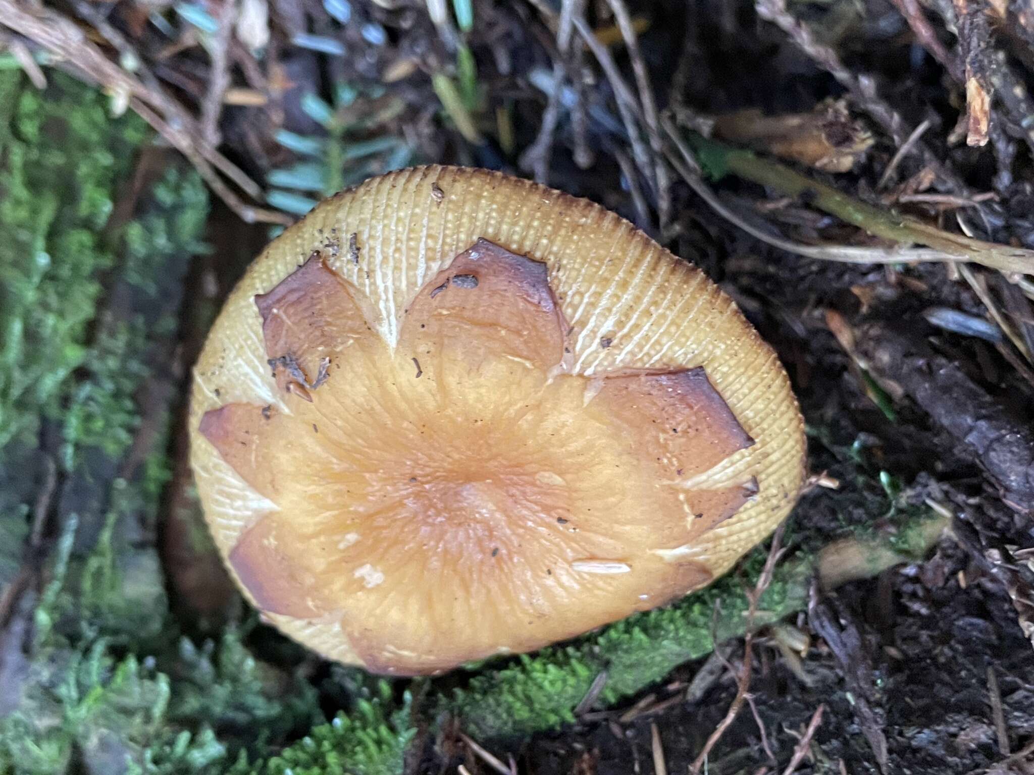 Image of Russula senecis S. Imai 1938