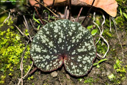 Image of Begonia tapatia Burt-Utley & McVaugh