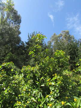 Image of Podanthus ovatifolius Lag.