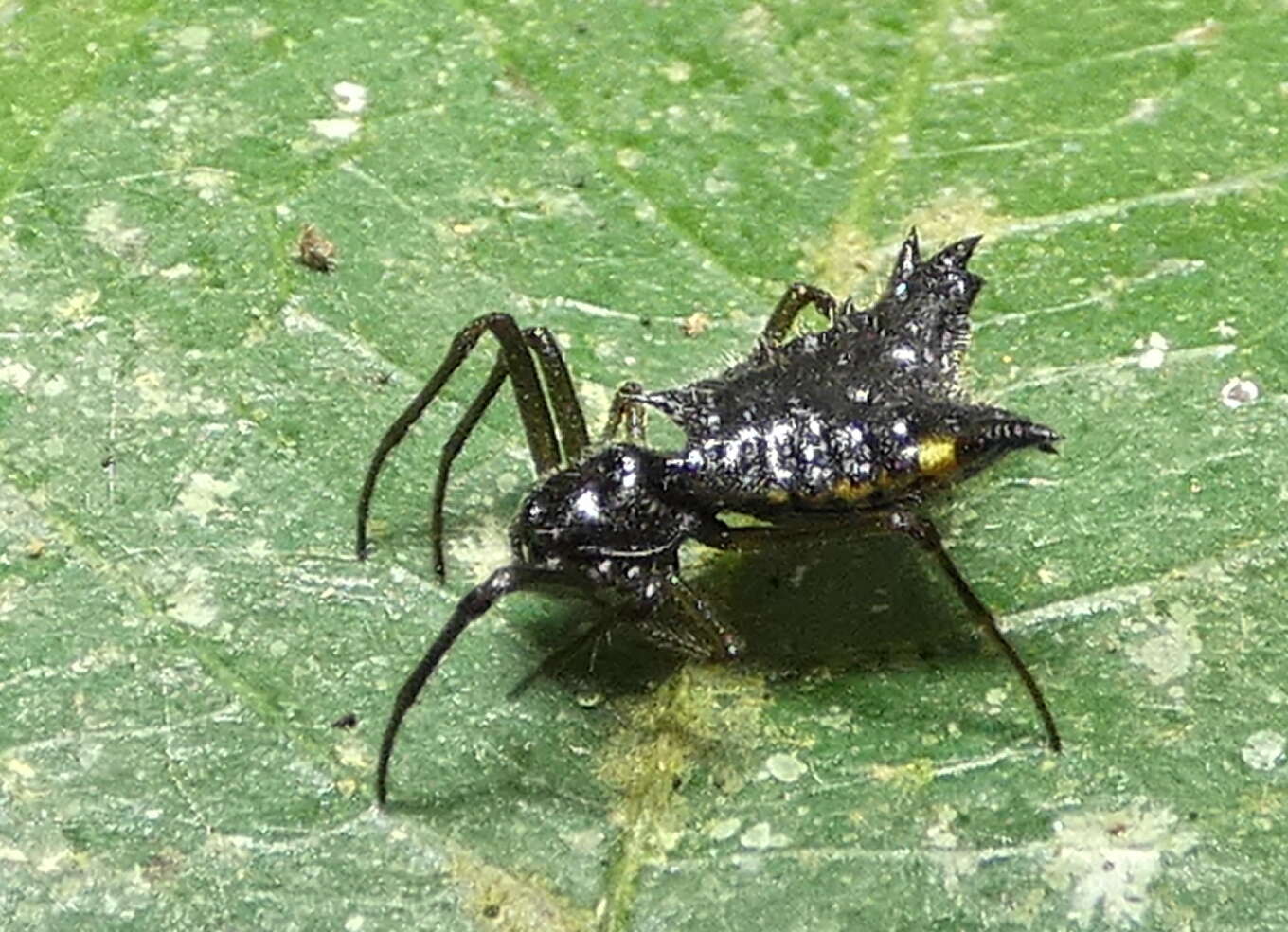 Image of Micrathena triangularis (C. L. Koch 1836)