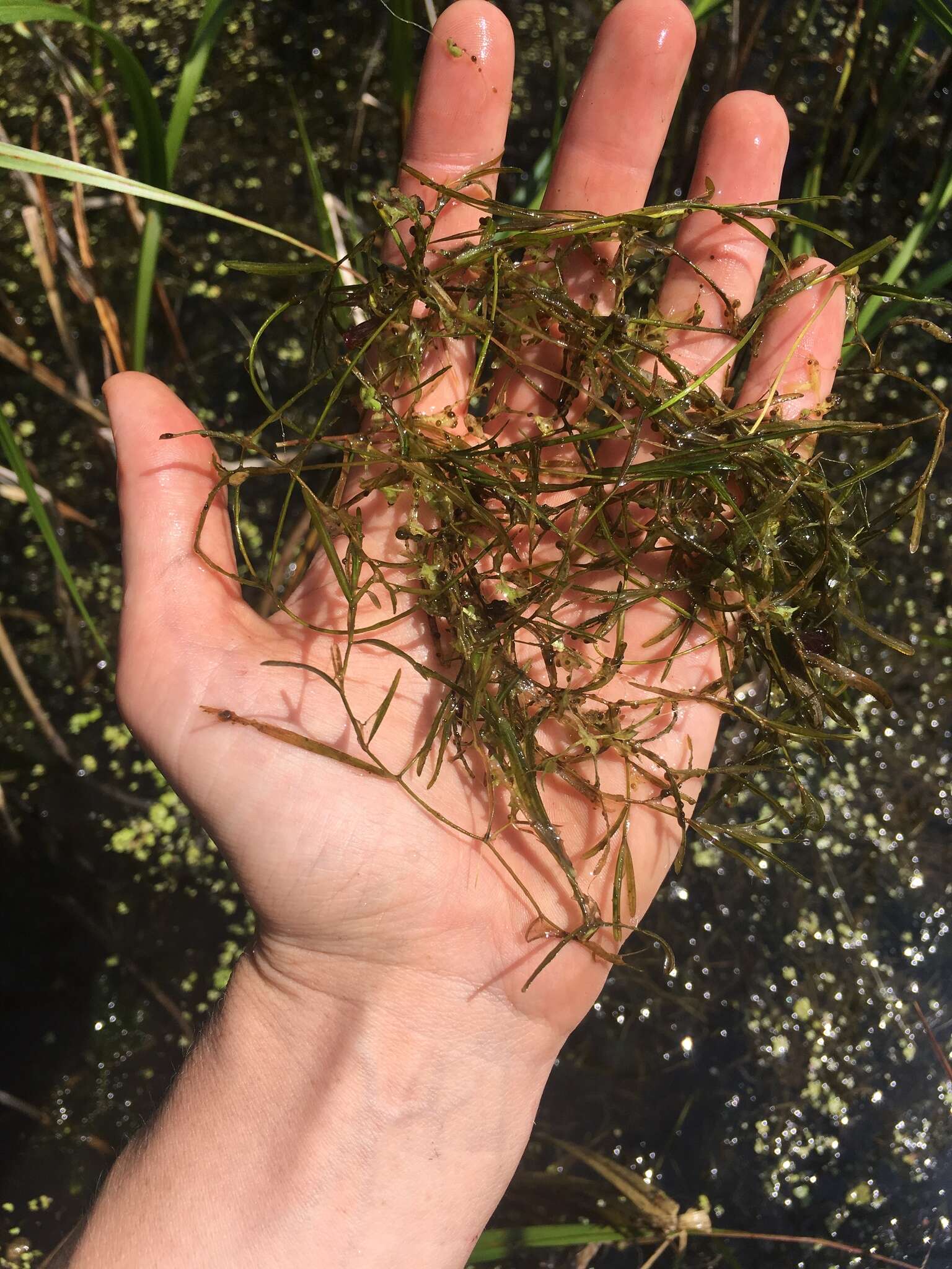 Image of leafy pondweed