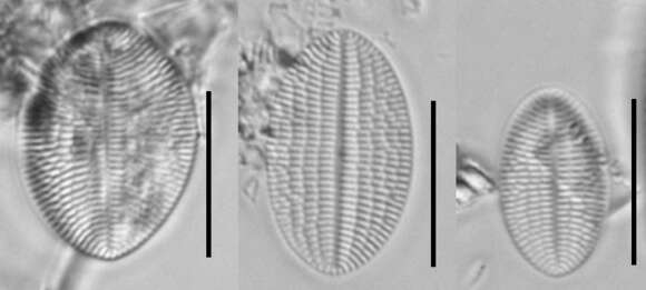 Plancia ëd Cocconeis placentula