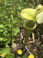 Image of Green Pitcherplant