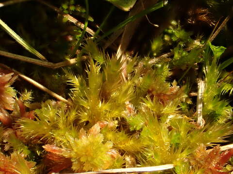 Image of tomentypnum moss