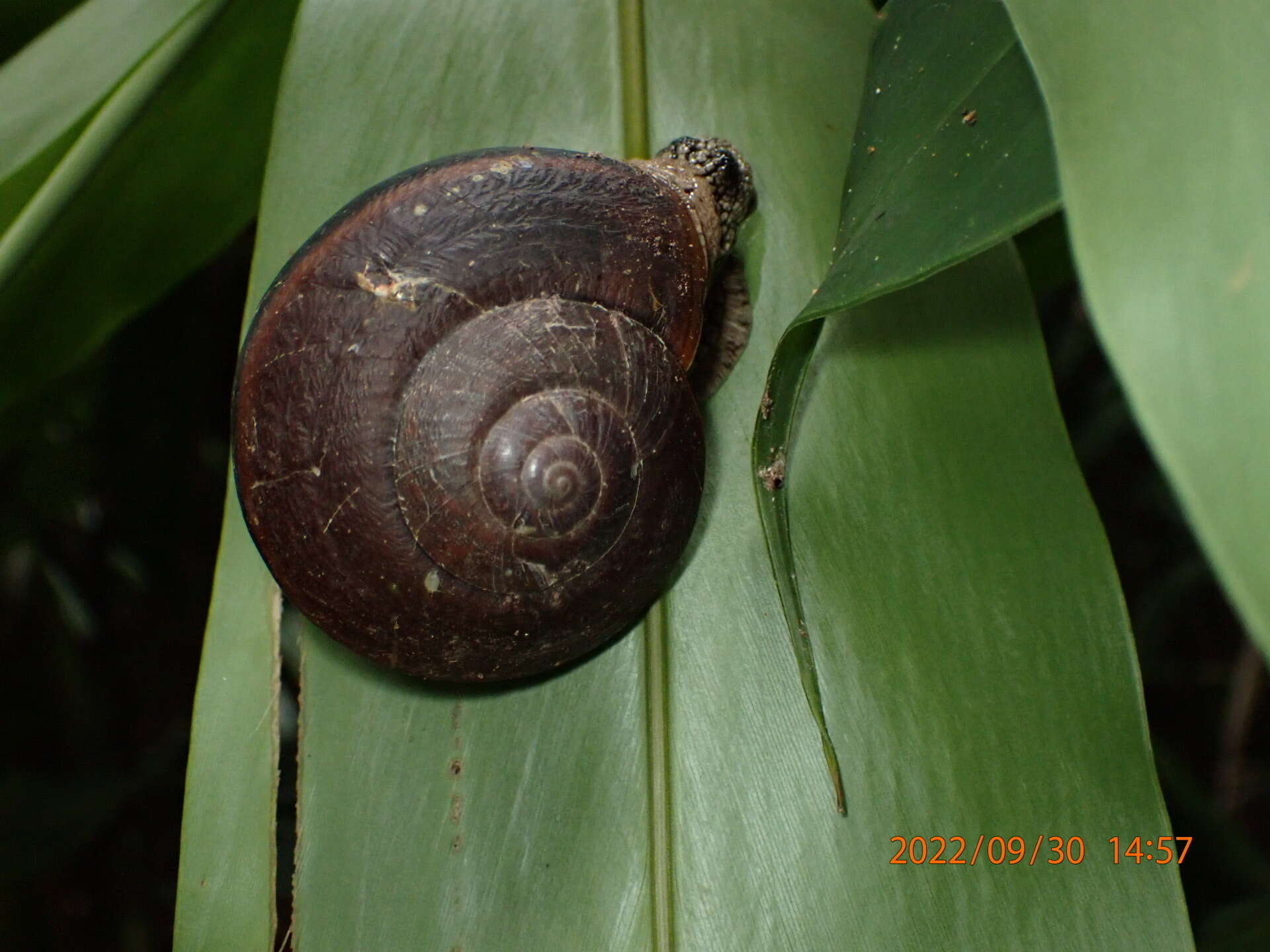 صورة Cryptozona menglunensis D.-N. Chen, N.-G. Zhang & S.-M. Ma 1995