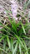 Image of Big blue lilyturf'