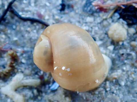 Image of Recluzia lutea (Bennett 1840)