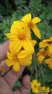 Imagem de Tagetes zypaquirensis Humb. & Bonpl.