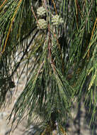 Image of Casuarina equisetifolia subsp. incana (Benth.) L. A. S. Johnson