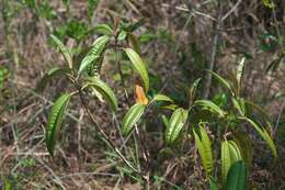 صورة Miconia bicolor (Mill.) Triana