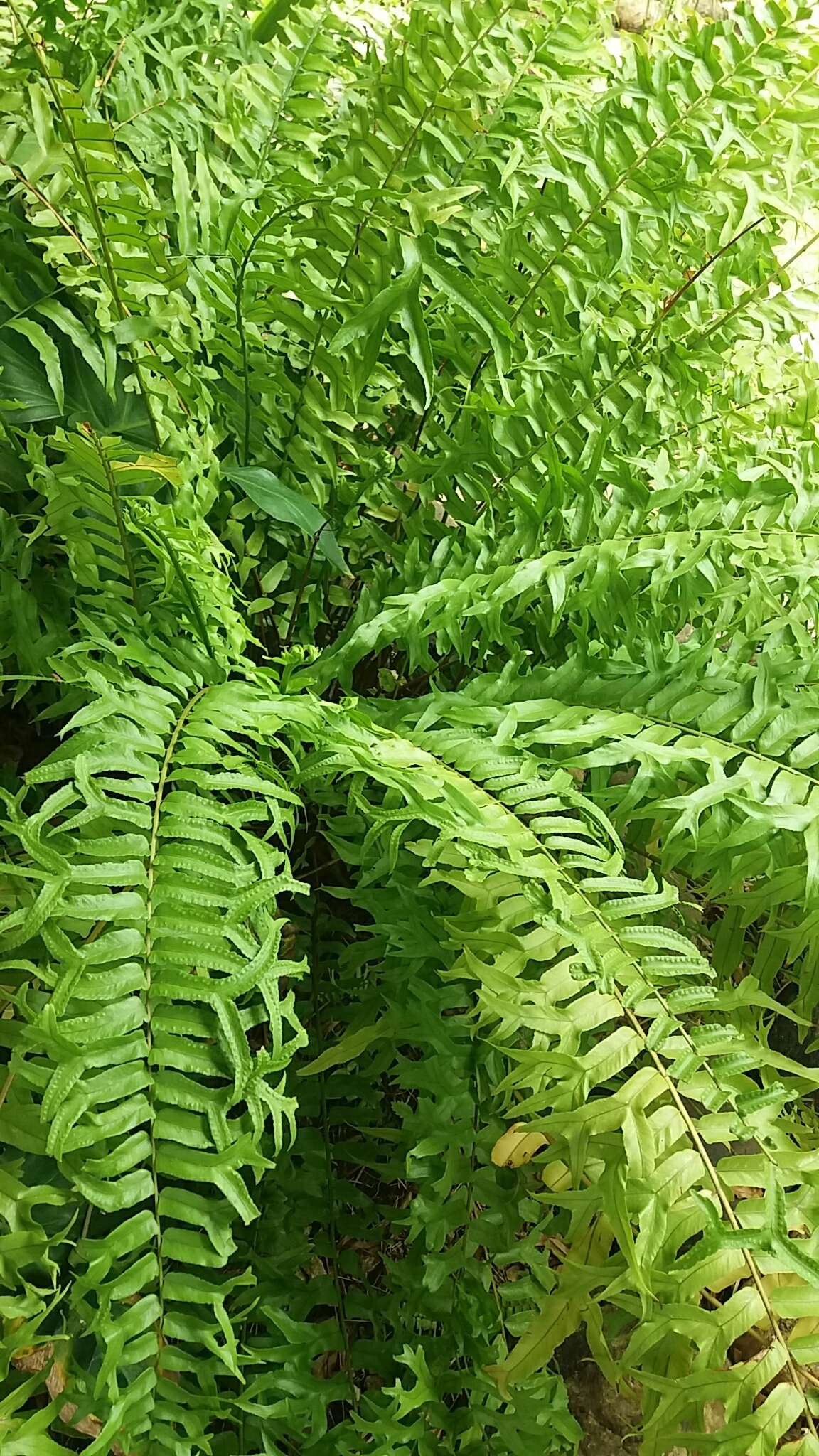 Image of Fish-Tail Sword Fern