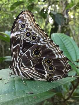 Image of Morpho deidamia Hübner 1816