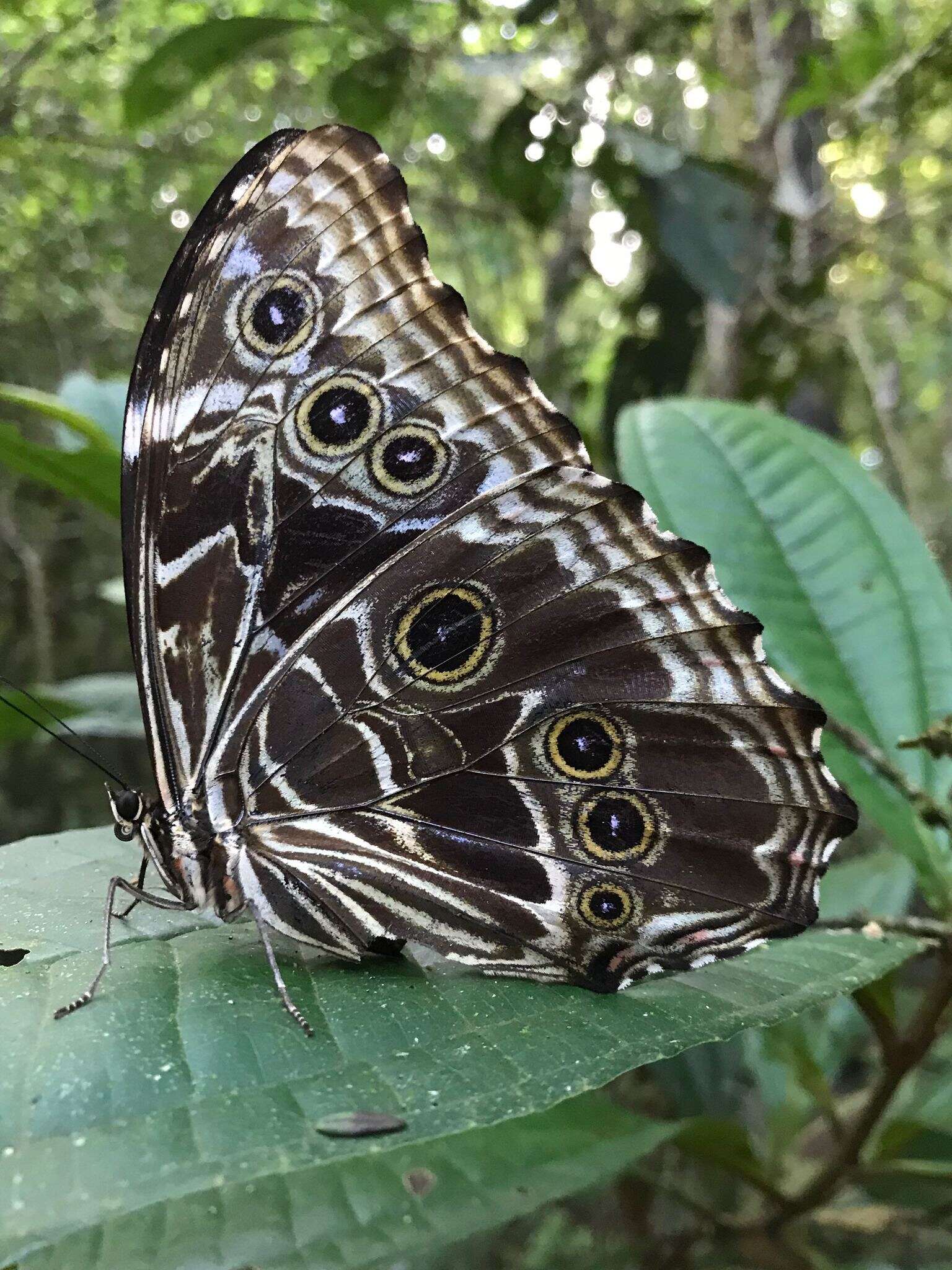 Image of Morpho deidamia Hübner 1816