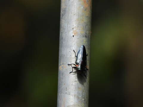 Image of Jewel beetle