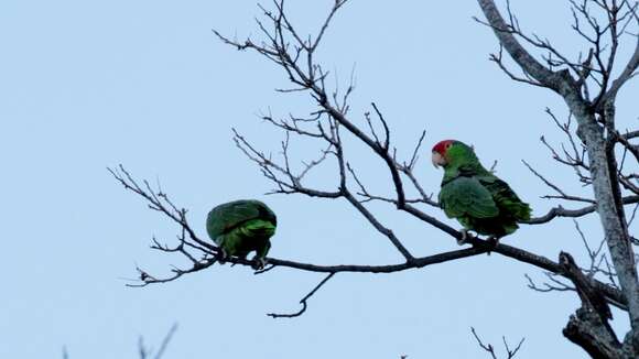 Image of Green-cheeked Amazon