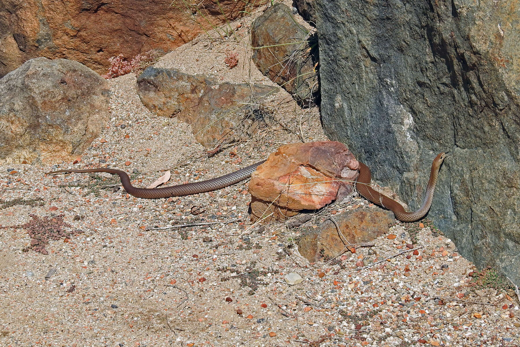 Image of Eastern brown snake