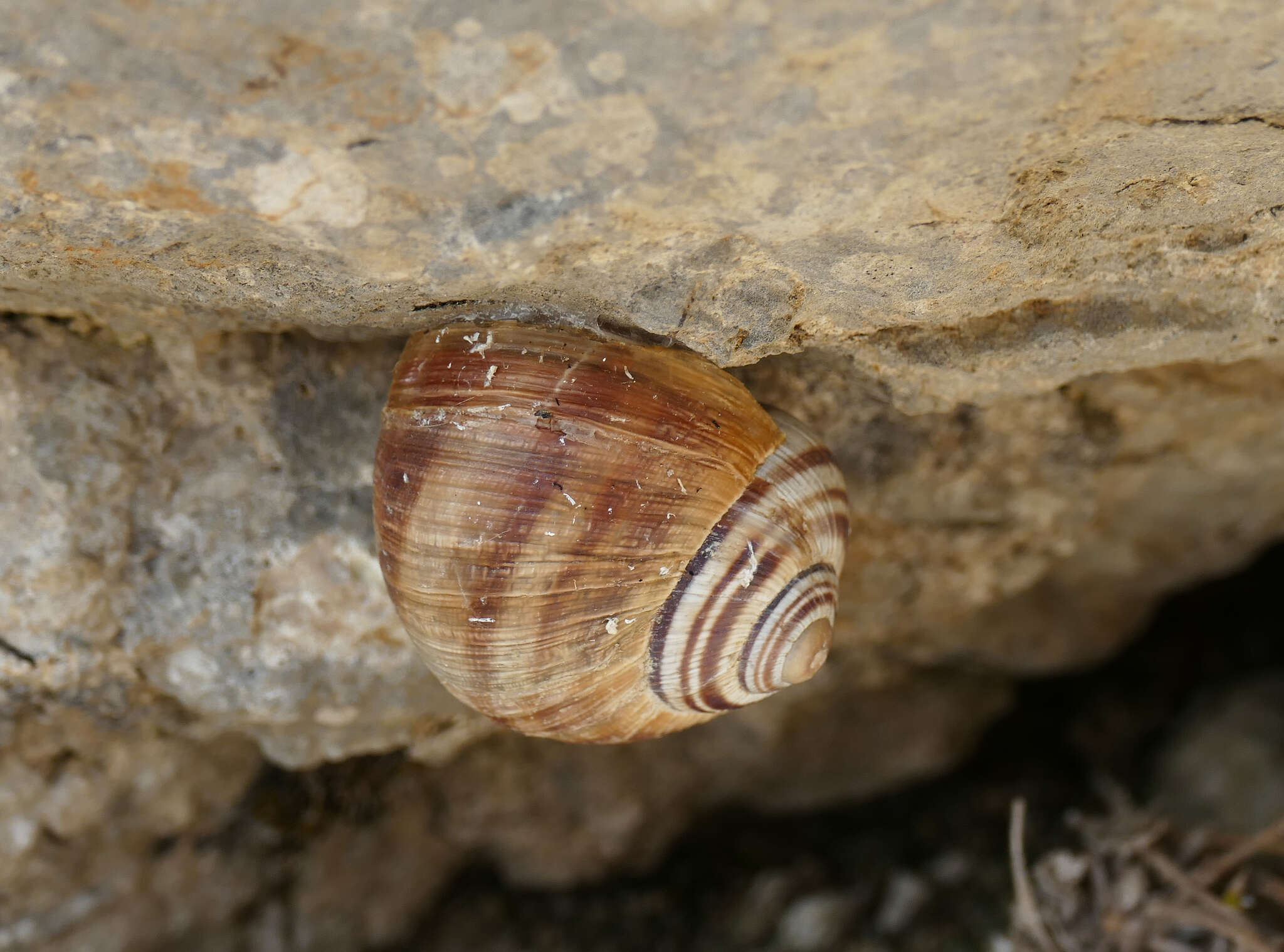 Image of Helix ligata O. F. Müller 1774