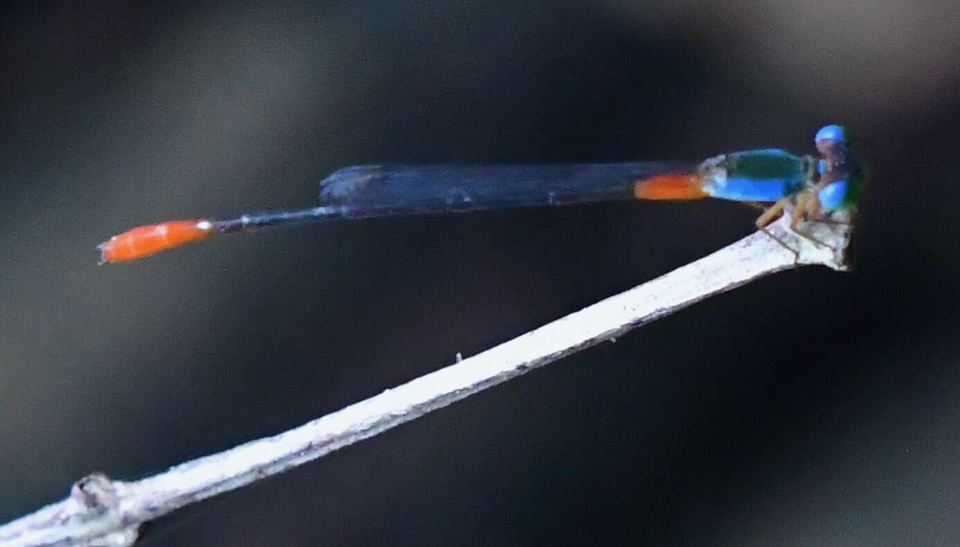 Image of bi-coloured damsel