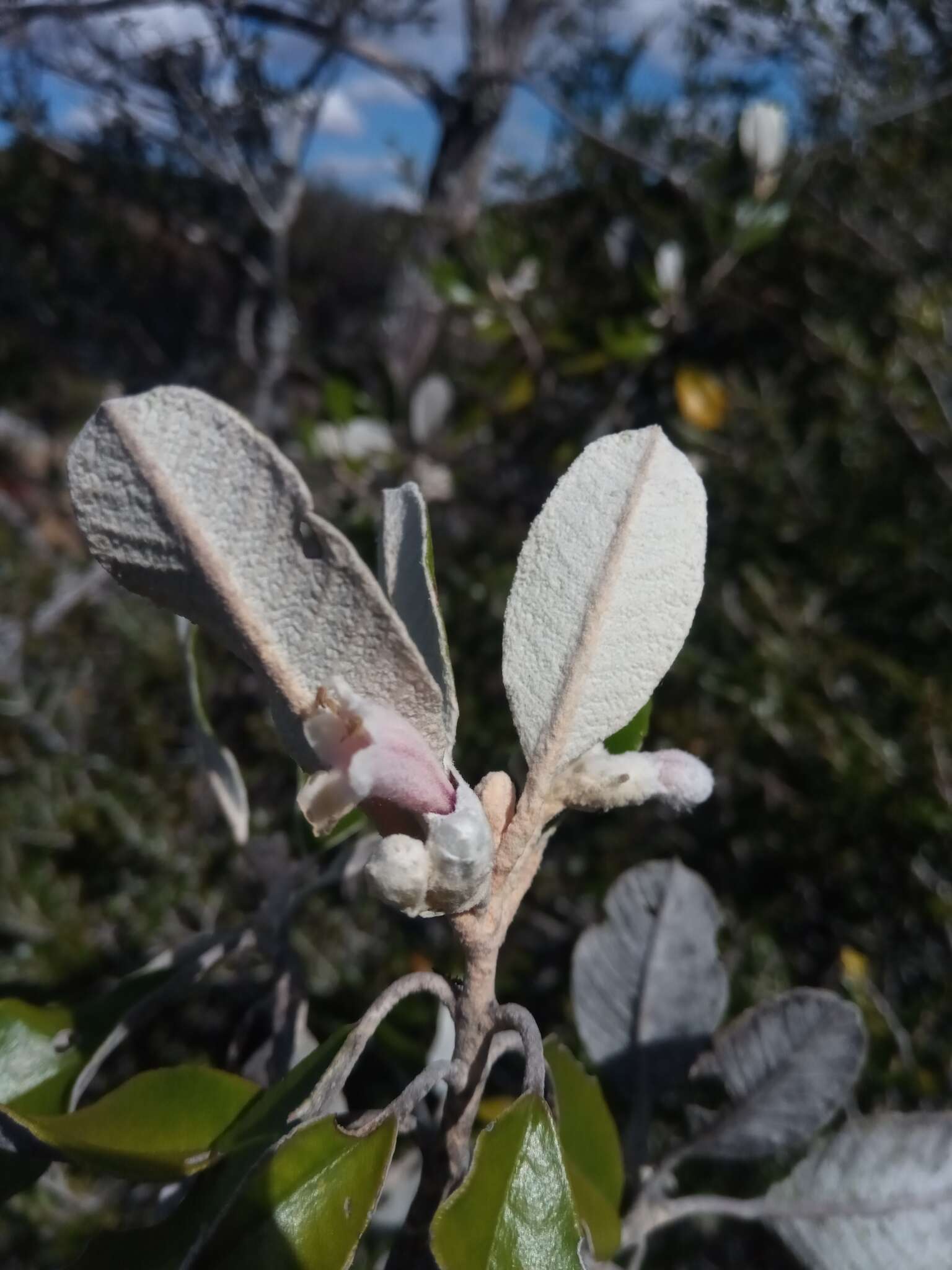 Image of Vitex betsiliensis Humbert