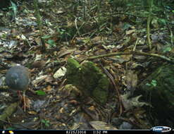 Image of Slaty-breasted Tinamou