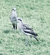 Image of Bush Stone-curlew