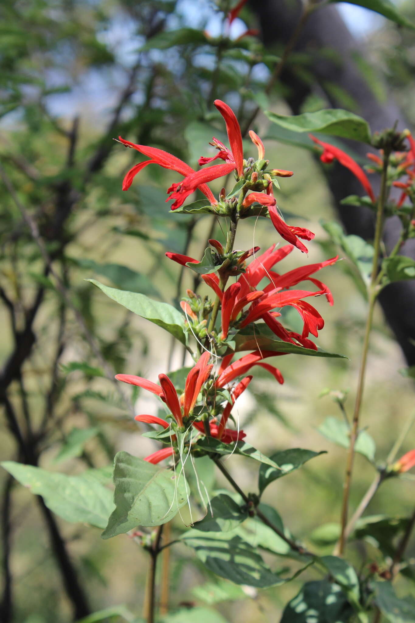 Justicia candicans (Nees) L. D. Benson resmi