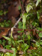 Image of Trowel leaved greenhood orchid