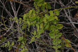 Image of Cryptocarpus