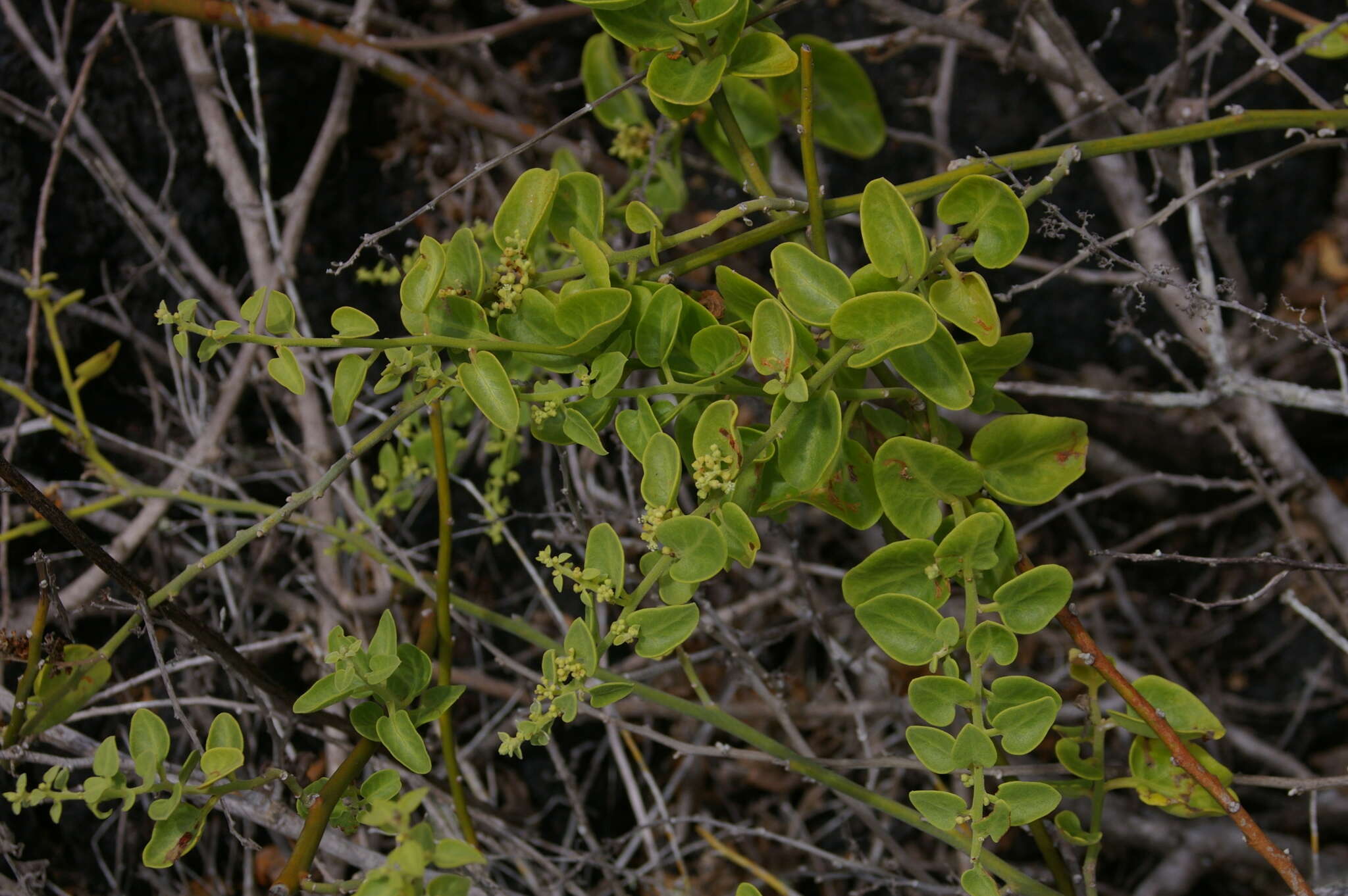 Image of Cryptocarpus