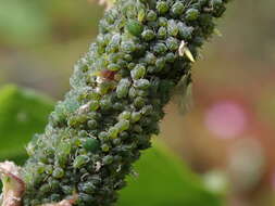 Image of Aphid