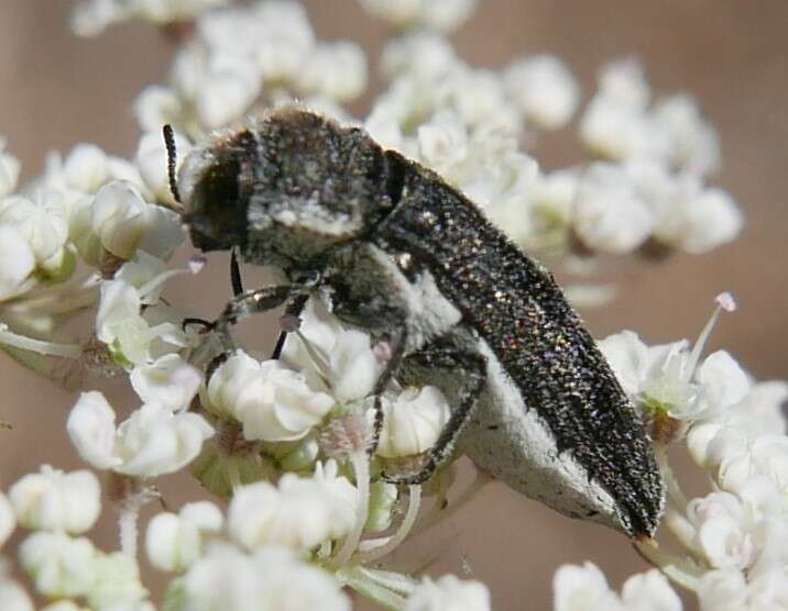 Image of Acmaeoderella flavofasciata pilivestis (Abeille de Perrin 1904)