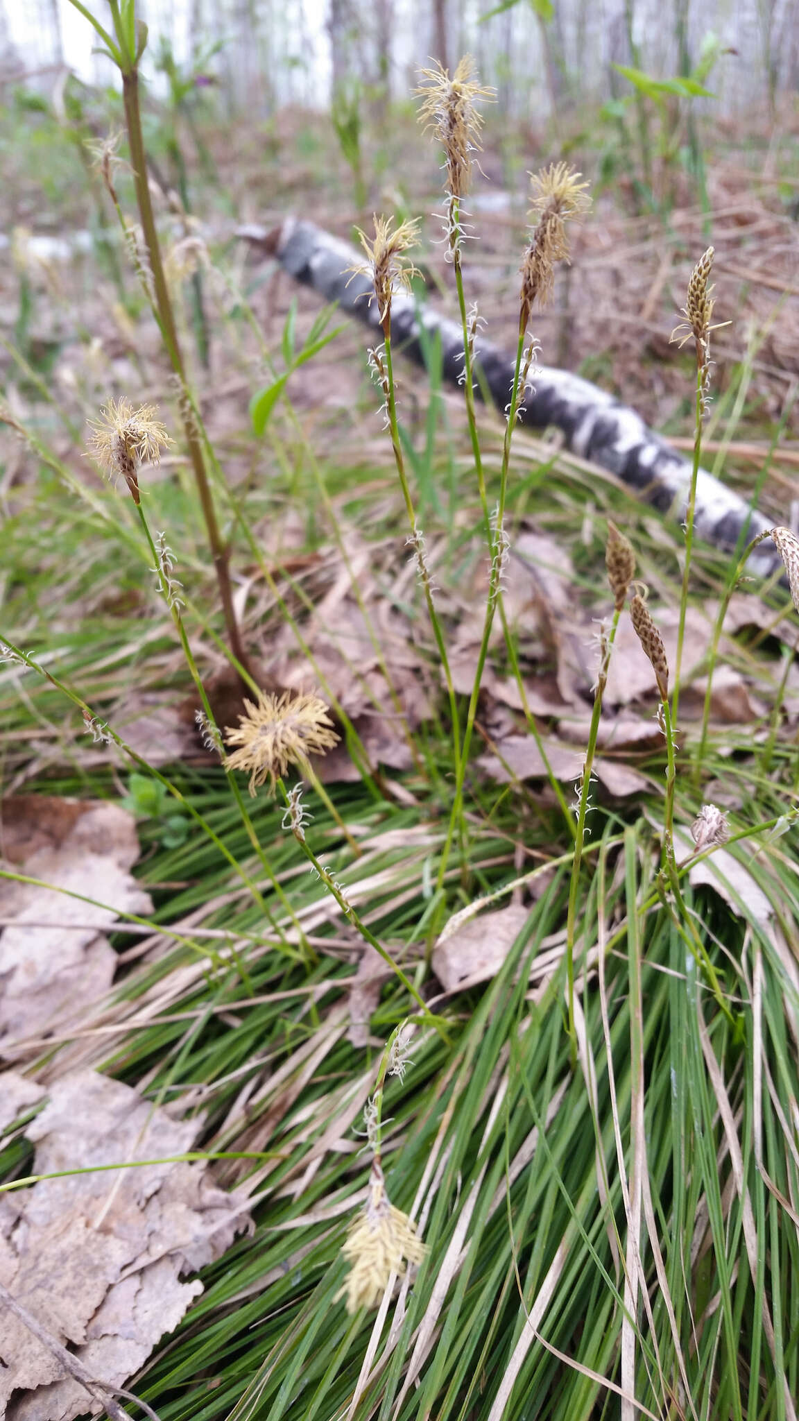 Image of Carex pediformis var. macroura (Meinsh.) Kük.