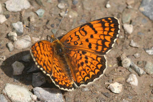 Image de Melitaea arduinna kocaki Wagener & Gross 1976